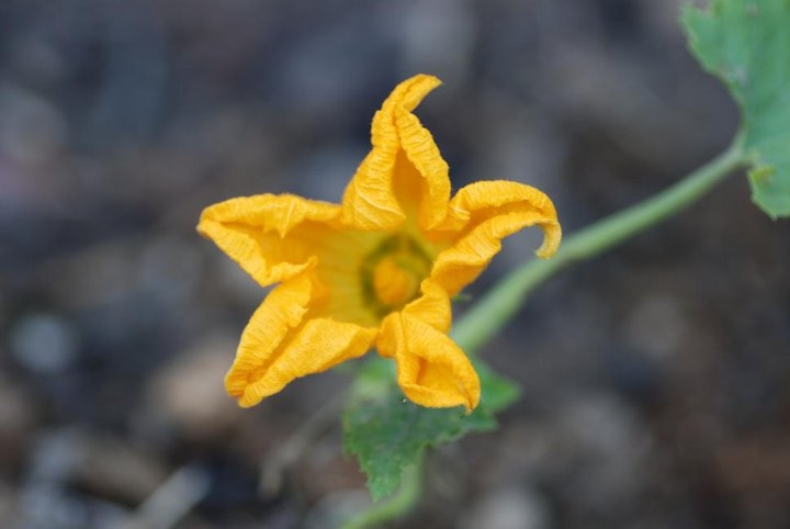 flor calabacin