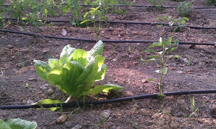 lechuga