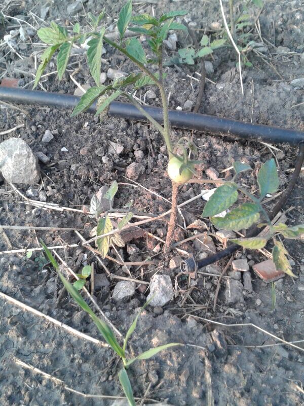 la foto 3 (5)